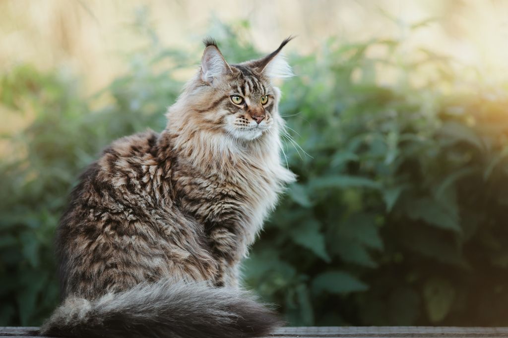 Hälsostatistik Maine coon