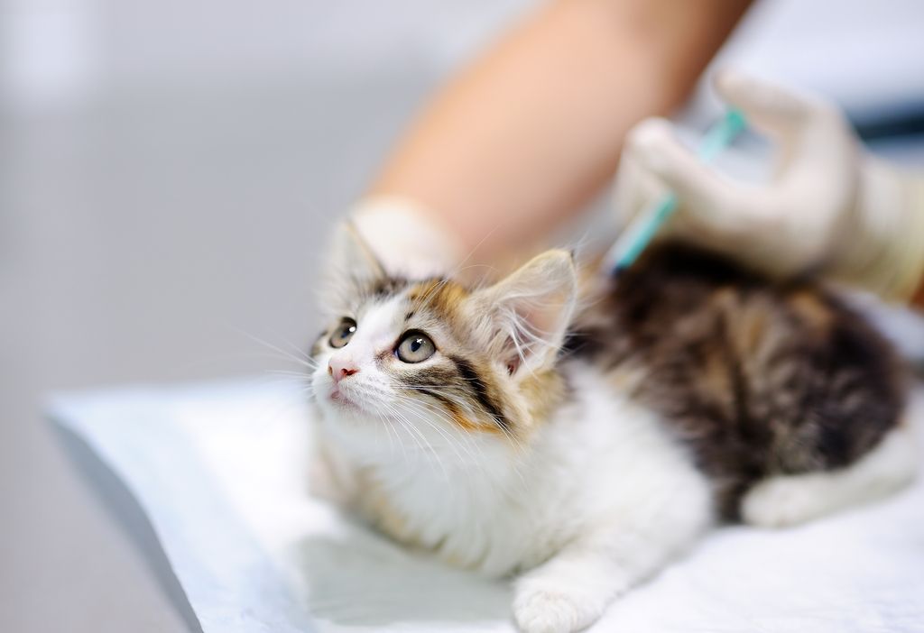 Kattunge blir vaccinerad hos veterinären.