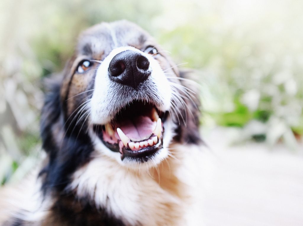 Glad hund som tränar nosework.