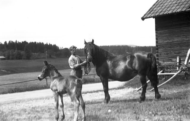 Den 1 november 1923 införde Skandinaviska kreatursförsäkringsbolaget, som senare blev Agria, en extra trygghet för försäkrade ston och hästägare genom en avgiftsfri foster- och fölförsäkring. 