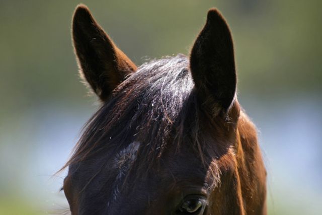 Hästöron drabbas sällan av öroninflamamtion.