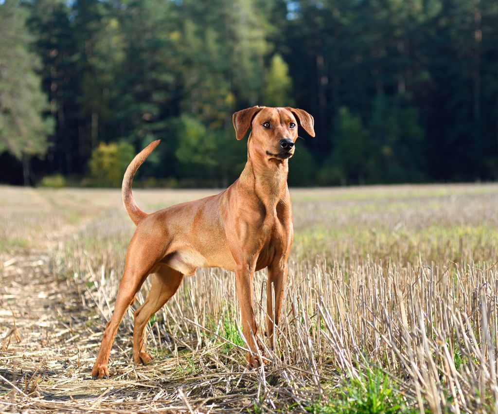  En brun hund står uppmärksamt på ett fält 