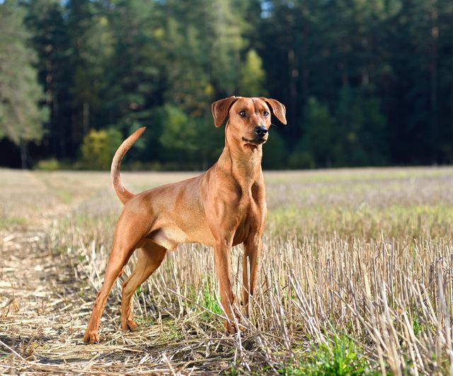  En brun hund står uppmärksamt på ett fält 