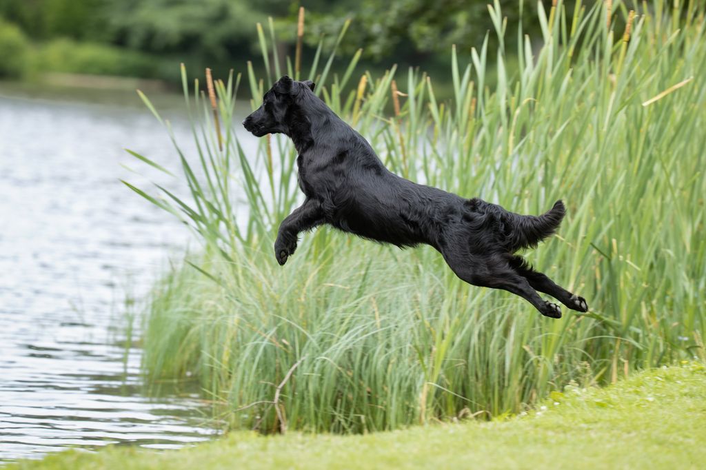 Flatcoated retriever som vattenapporterar på jakt.