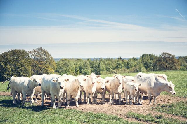 Charolais på bete