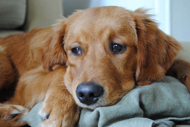 En brun hund ligger ner och ser lugn ut.