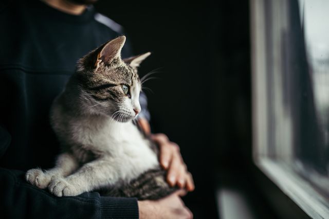 Matte håller katt i famnen