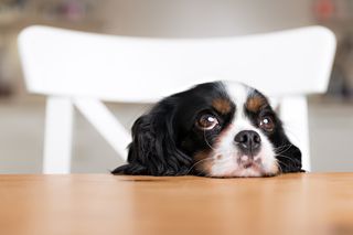 Cavalier king charles spaniel lutar huvudet på bordet