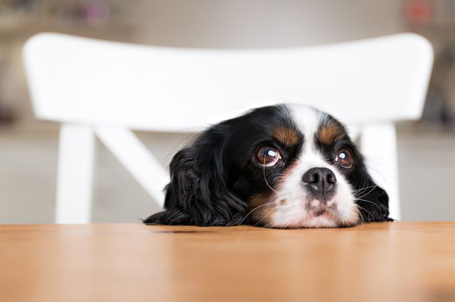 Hund gör köttebulleutmaningen.