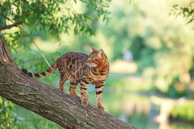 Bengal är en aktiv kattras som älskar att utforska sin omgivning och är alltid på jakt efter nya äventyr.