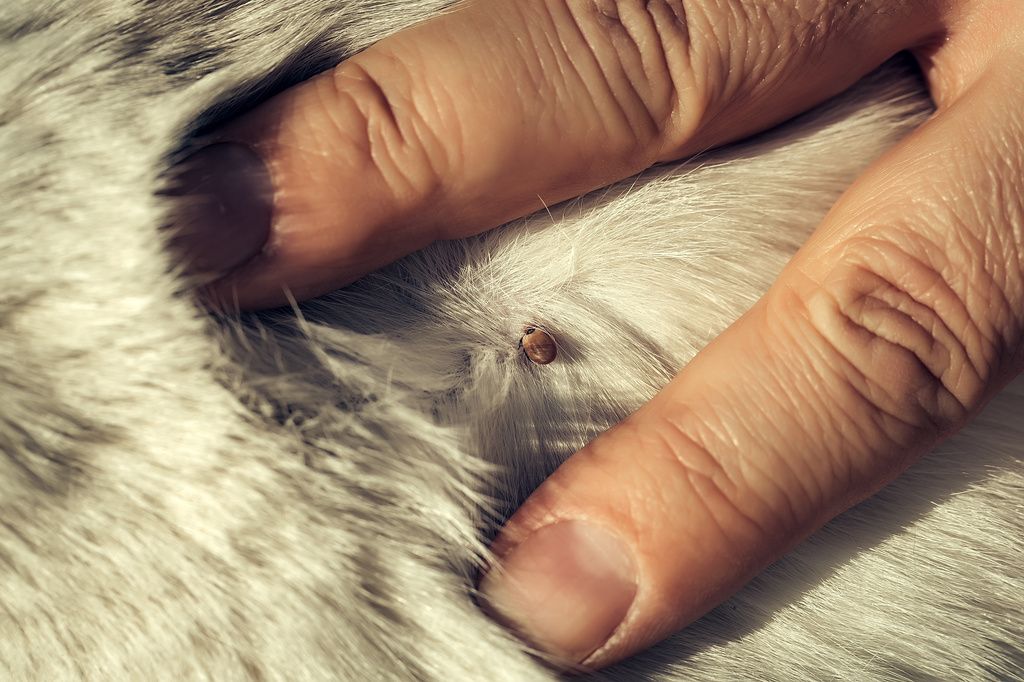 Fästingmedel skyddar din katt från fästingar 