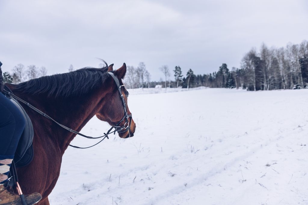 Skritta hästen frisk och hållbar i vinterkylan.