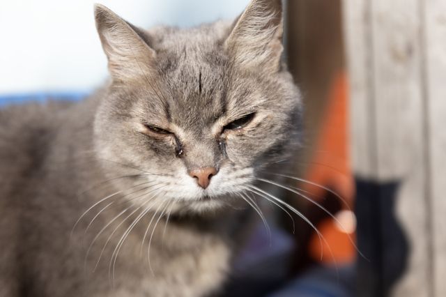 Katt med rinnande ögon.