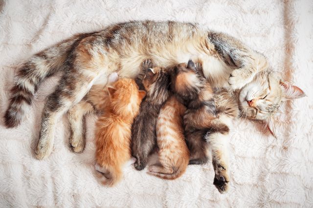 Moderlig aggression kan triggas under tiden som mamman diar sina kattungar. 