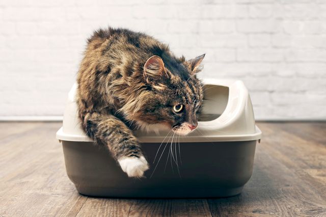 Katt som bajsat på kattlådan.