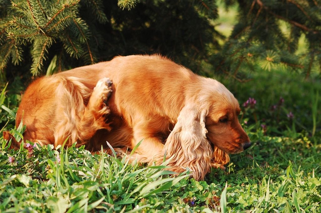 Att hunden kliar sig mer än vanligt är ett vanligt symtom på loppor hos hund