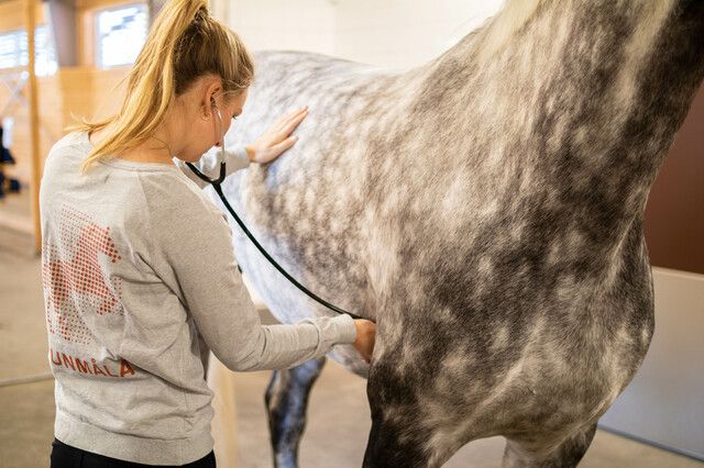Veterinär undersöker häst.