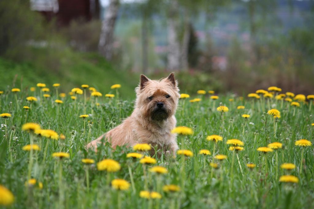 Cairnterrier sitter i gräset bland maskrosor.