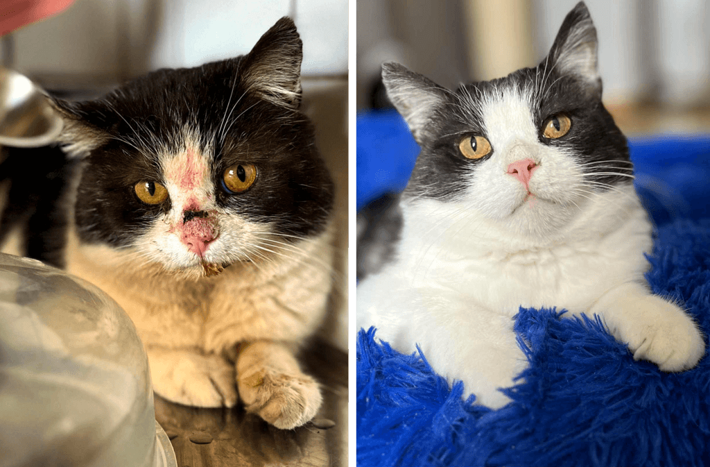 Före- och efterbild på katten Nisse, som räddats från hemlöshet.