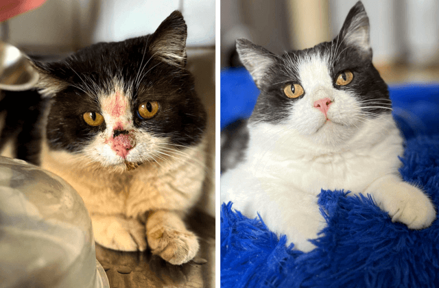 Före- och efterbild på katten Nisse, som räddats från hemlöshet.