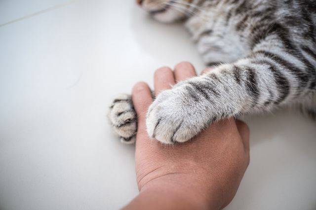 Katt håller om hand med sina tassar