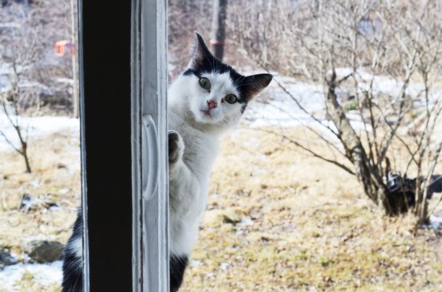 Katt som smiter ut genom fönstret.