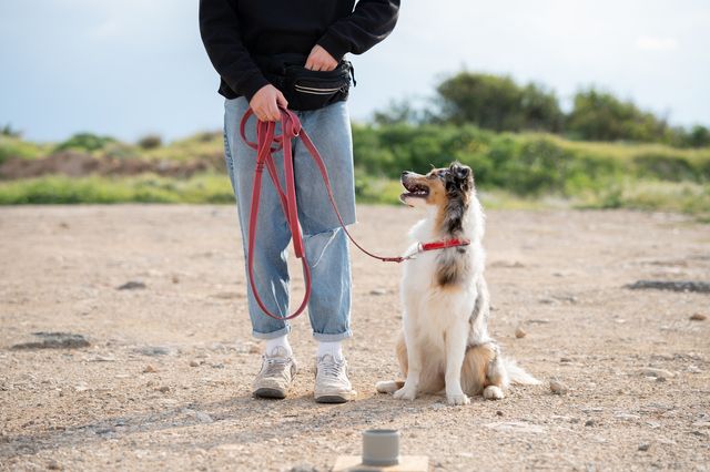 Hund sitter i koppel bredvid människa
