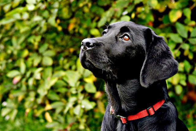 Svart labrador sitter utomhus med rött halsband