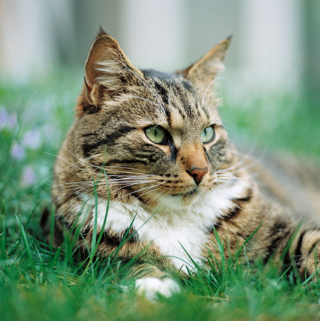 En ID-märkt katt kan lättare identifieras. 