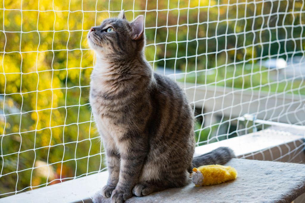 Kattsäkra din balkong genom att näta in den. 