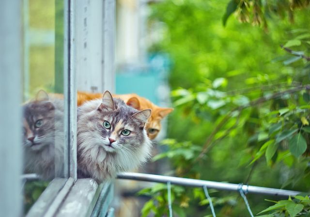 Innekatt eller Utekatt?