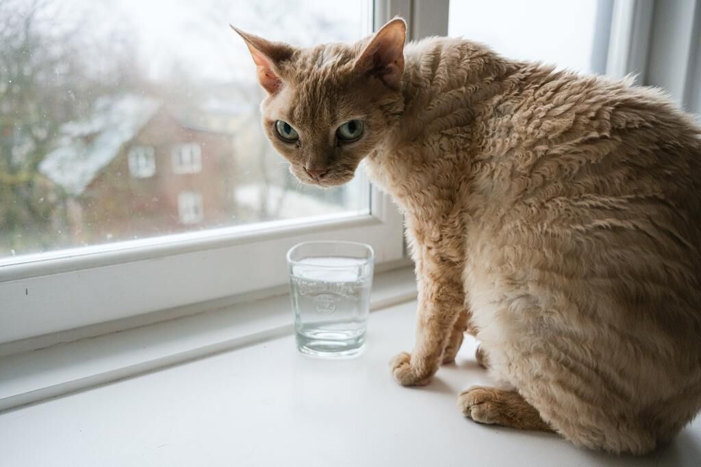 Frustration hos katt kan visa sig på många sätt