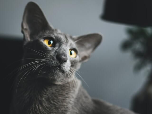 Blodöra är när kattens öra svullnar upp på grund av att det fylls med blod.