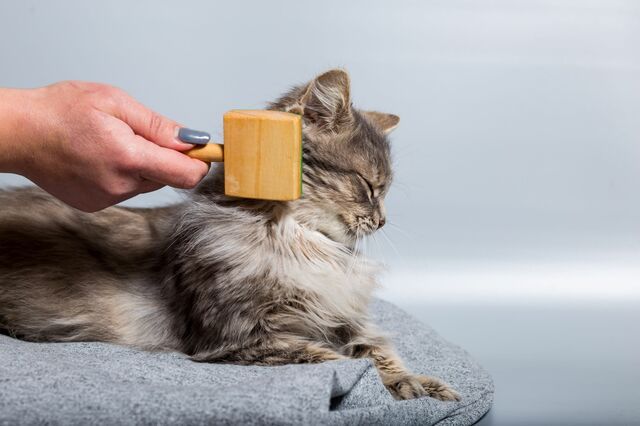 Ta hand om kattens päls