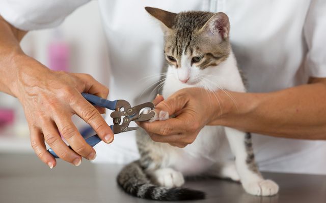Katt får sina klor klippta med klosax.