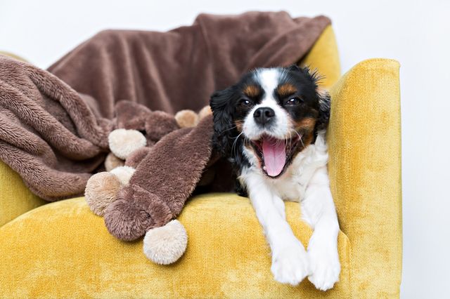 Cavalier king charles.