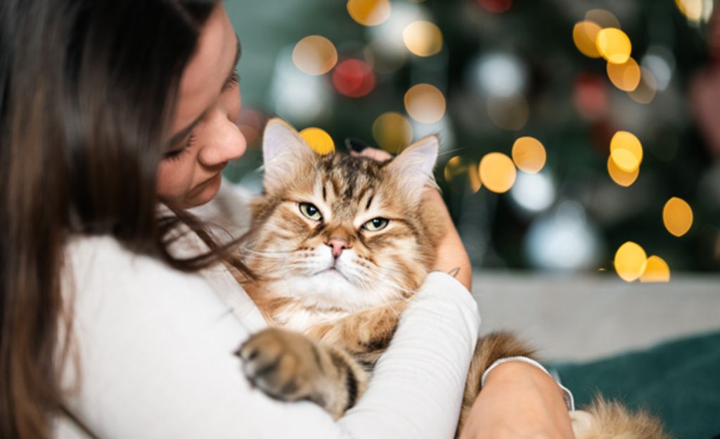 Katt som leker med julpynt. 