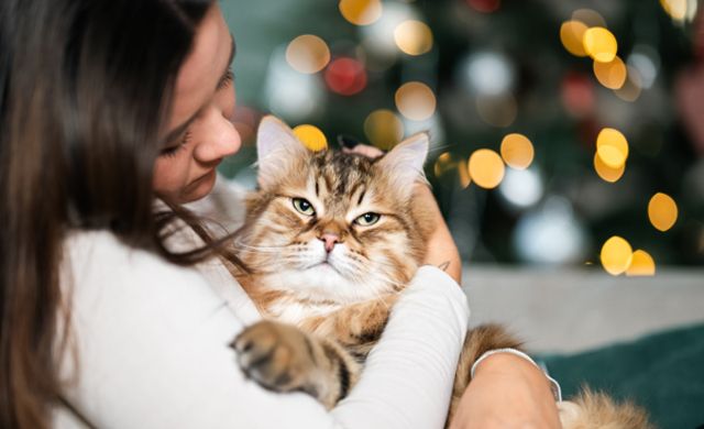 Katt som leker med julpynt. 