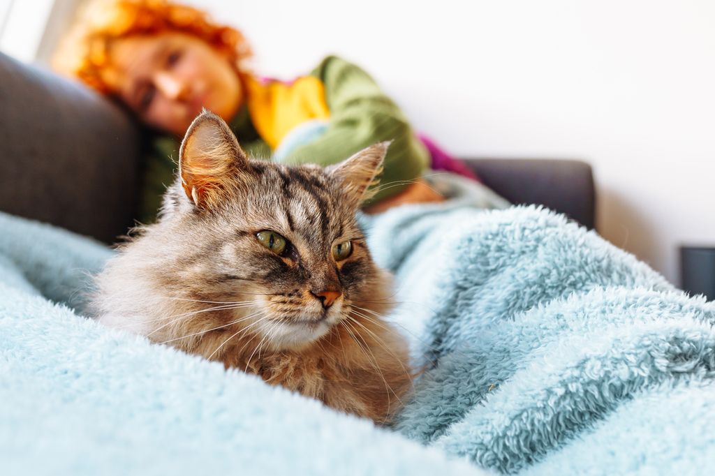 Smärta hos katt kan ibland vara svår att upptäcka