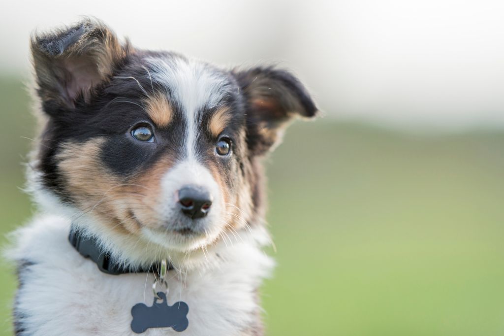 Border collie.