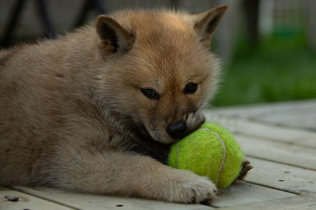 Valp biter på tennisboll