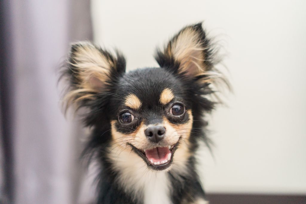 Chihuahua.