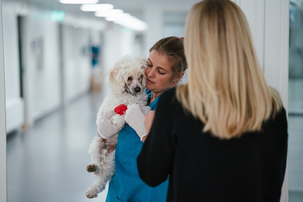 Hund hålls i famnen av personal på djursjukhuset efter en operation.