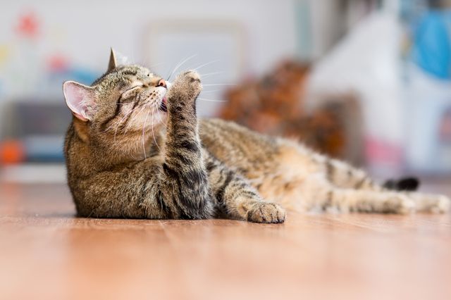 Varför slickar katten sin päls?