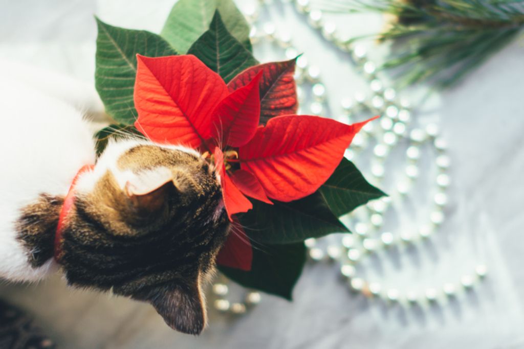 Katt nosar på julstjärna