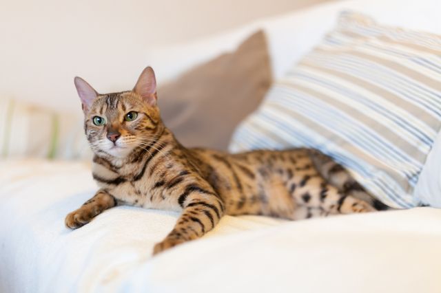 Bengalkatt ligger och vilar på soffan.