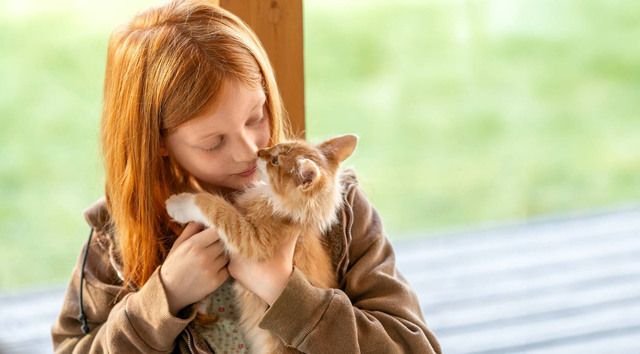 Katten - populäraste sällskapsdjuret i Sverige