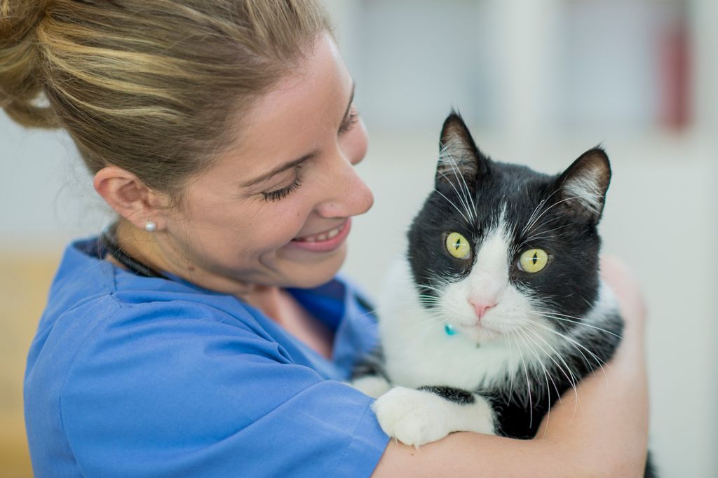 Minska stressen för katten under nästa veterinärbesök