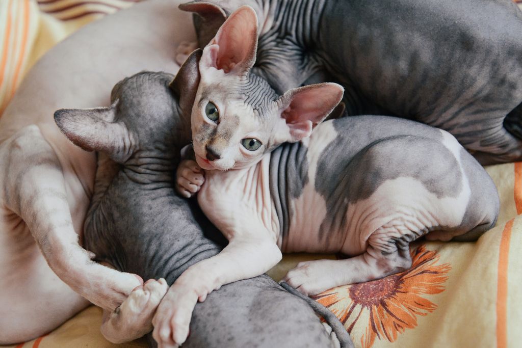 Hälsostatus Sphynx