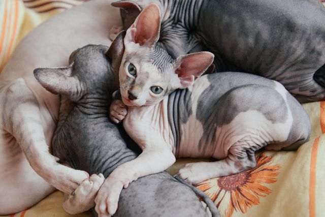 Hälsostatus Sphynx